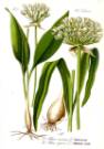 Allium ursinum