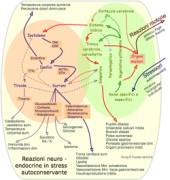 Neuro-endocrino